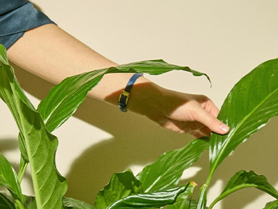 Close-up of a hand with a thin blue watch strap touching the large, vibrant green leaf of a peace lily plant against a neutral beige background.